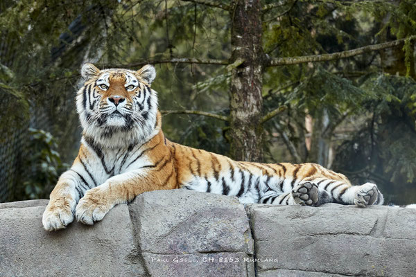 Amurtiger (Panthera Tigris Altaica) im Zoo Zürich - #7750