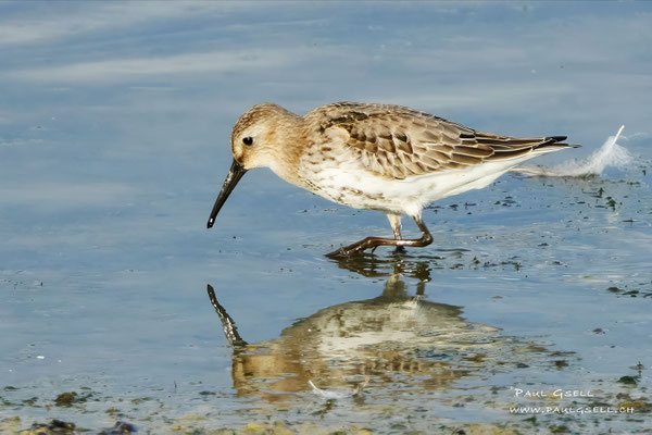 Alpenstrandläufer - Dunlin - #3386