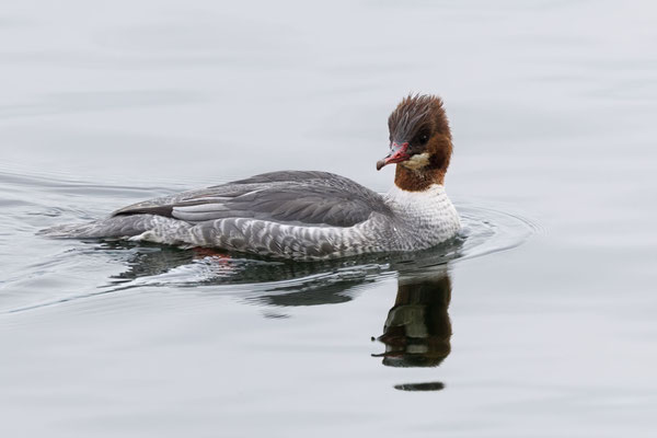 Gänsesäger - Common Merganser - #9382