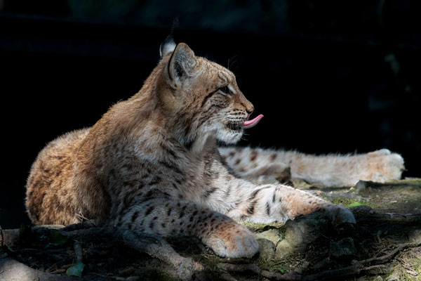 Luchs - Lynx - #3093