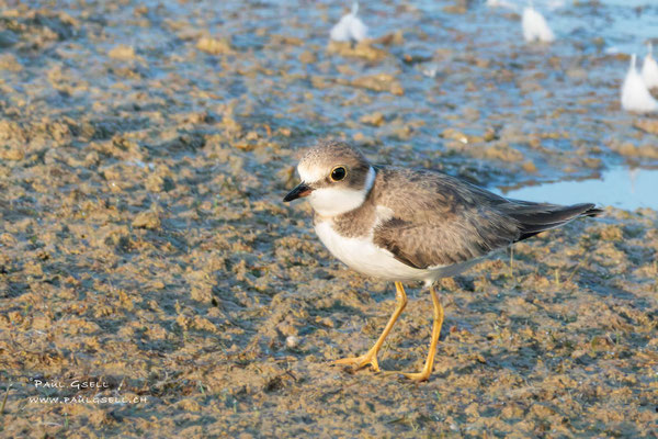 Flussregenpfeifer - Common Ringed Plover - #8126