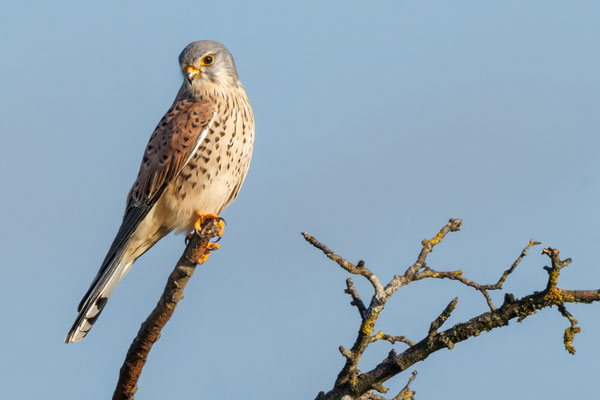 Turmfalke - Kestrel - #2352