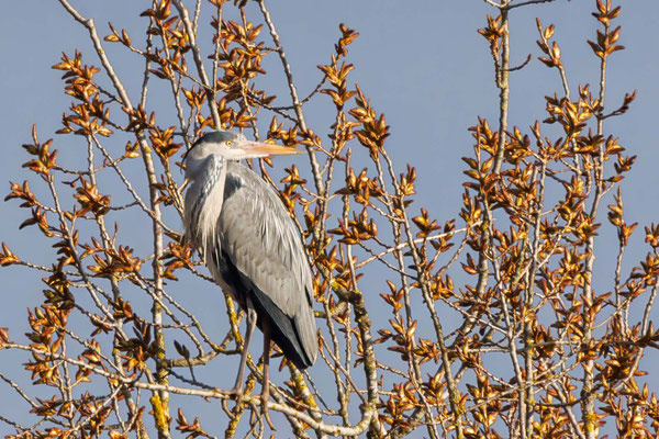 Graureiher - Grey Heron - #6974