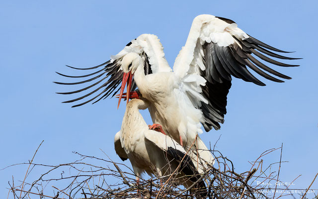 Weißstörche - White Storks - #7291