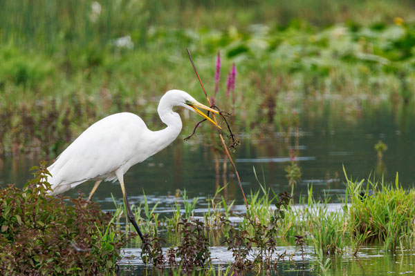Silberreiher - Great White Egret - #0900