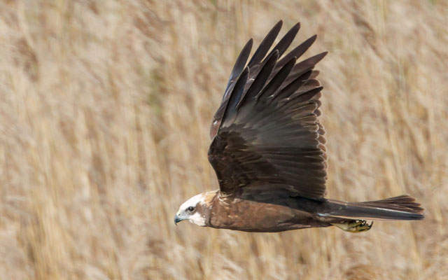 Rohrweihe Weibchen - Marsh Harrier Female - #8640