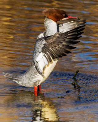 Gänsesäger - Common Merganser - #9234