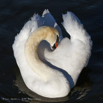 Höckerschwan beim Putzen seiner Federn - #0128