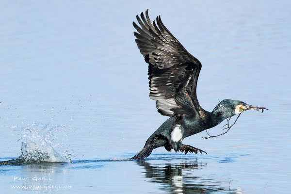 Kormoran - Great Cormorant - #5590