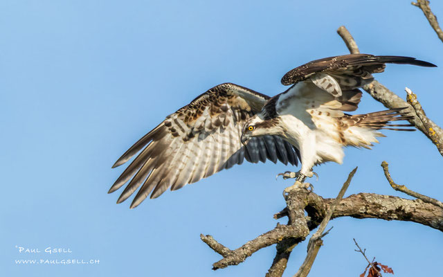 Fischadler - Osprey - #2440