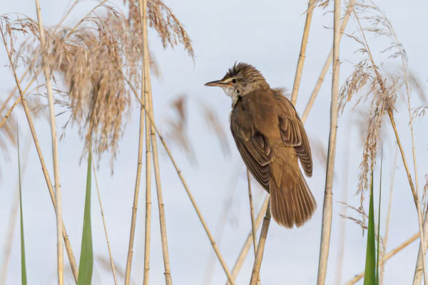 Drosselrohrsänger  Great Reed Warbler - #5227