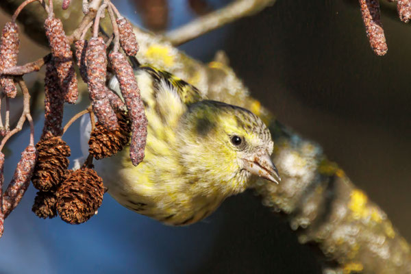 Erlenzeisig - Eurasian Siskin #5021