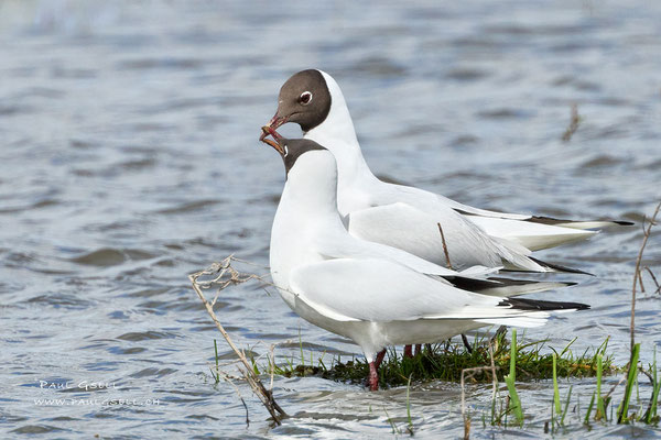 Lachmöwen - Black-headed Gulls - #5241