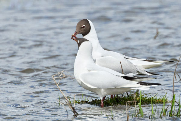 Lachmöwen - Black-headed Gulls - #5241