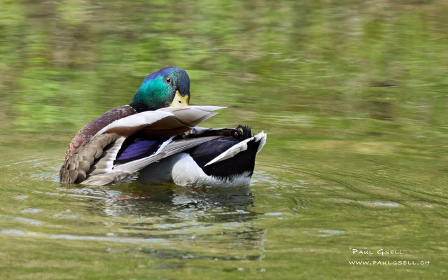 Stockente - Mallard - #9009