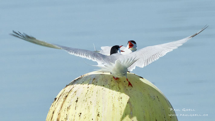 Flussseeschwalben -  Common Terns - #9792