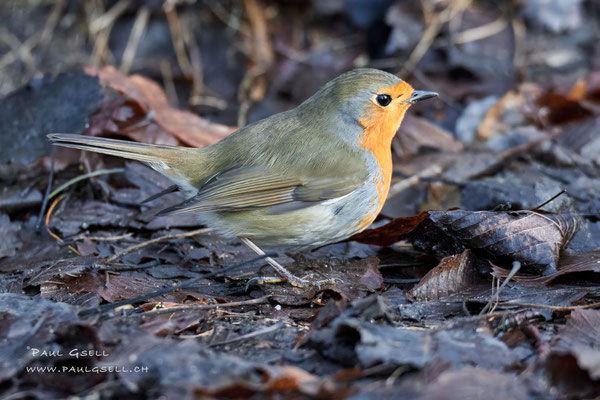 Rotkehlchen - European Robin - #9633