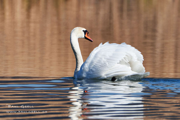 Höckerschwan - Mute Swan - #3996