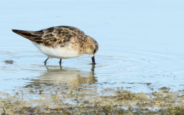 Zwergstrandläufer - Little Stint - #0450