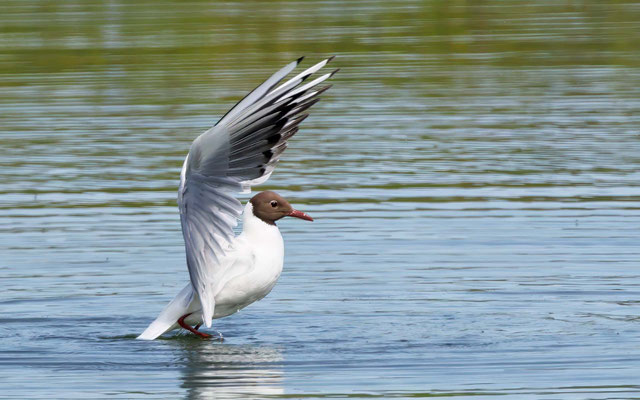 Lachmöwe - Black-headed Gull - #5317