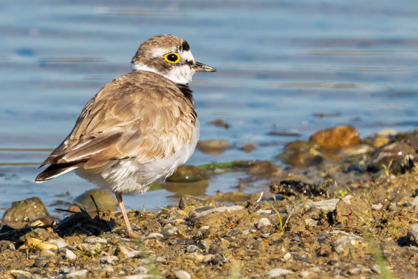 Flussregenpfeifer - Little Ringed Plover - #2562
