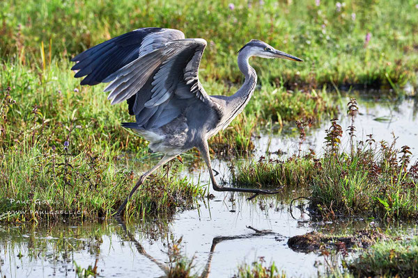Graureiher - Grey Heron - #6055