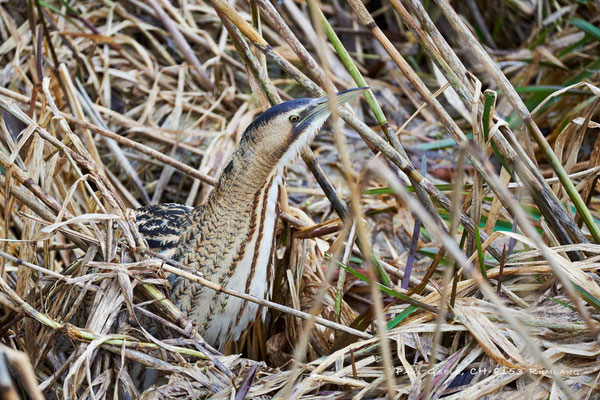 Rohrdommel - Great Bittern - Botaurus Stellaris - #5157