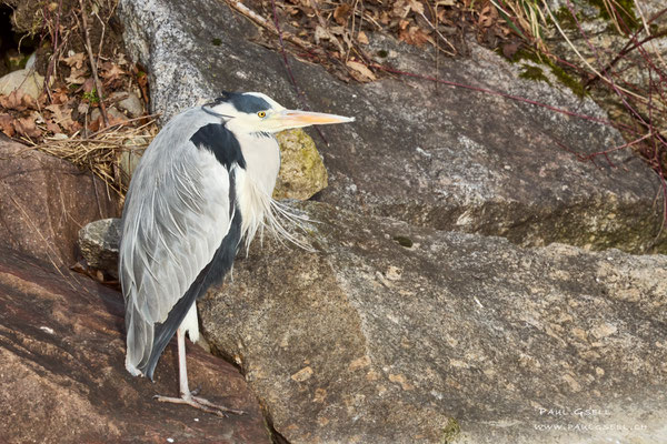 Graureiher - Grey Heron - #2830