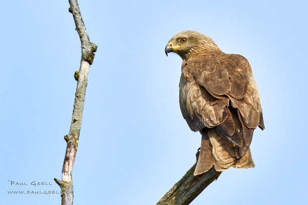 Schwarzmilan - Black Kite - #1144