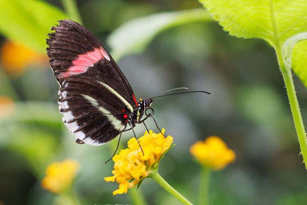 Kleiner Postbote - Heliconius erato - #9673