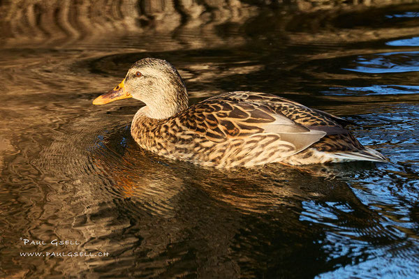 Stockente Weibchen - Mallard Female - #0744