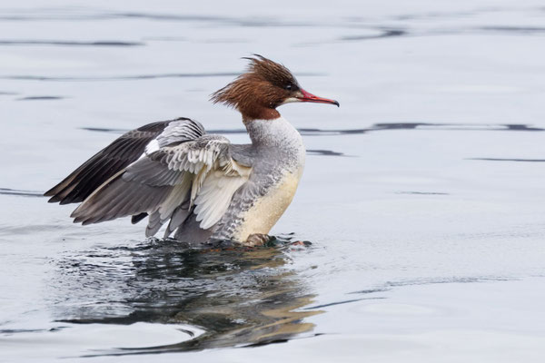 Gänsesäger - Common Merganser - #9419