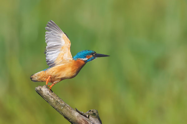 Eisvogel - Kingfisher - #2526