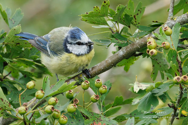 Blaumeise - Blue Tit - #5115