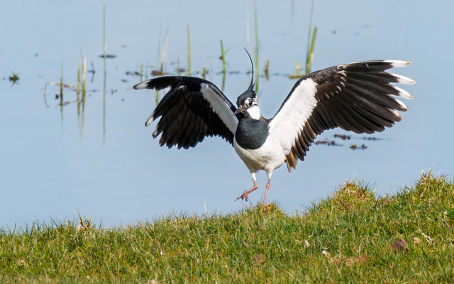Kiebitz - Lapwing - #4373
