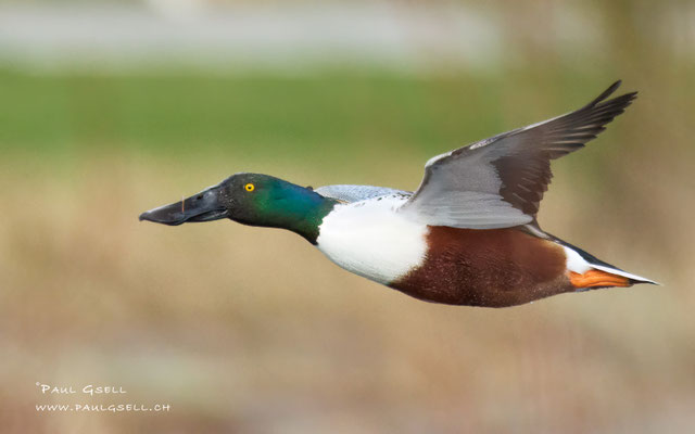 Löffelente - Northern Shoveler - #5791