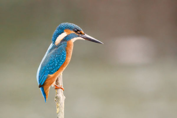 Eisvogel Männchen - Kingfisher - Male - #0180