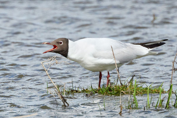 Lachmöwe - Black-headed Gull - #5228