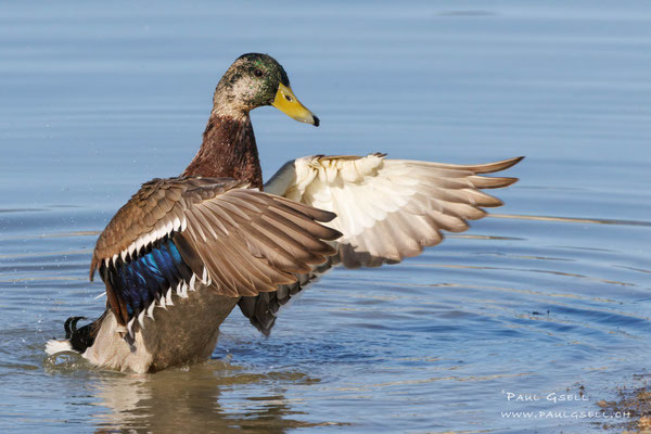 Stockente - Mallard - #8993