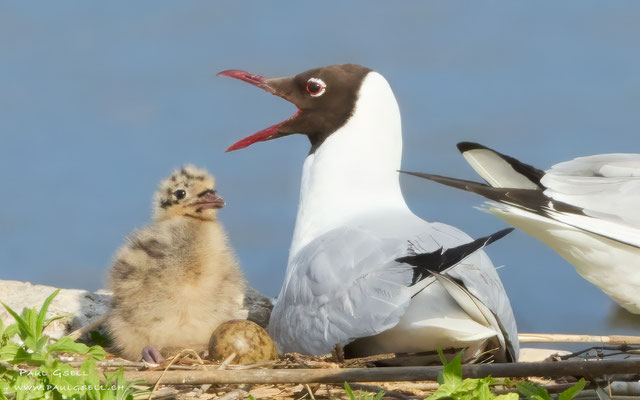 Lachmöwen - Black-headed Gulls - #3031