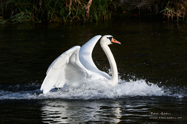 Höckerschwan - Mute Swan - #9183