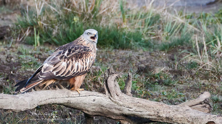 Rotmilan - Red Kite - #9251