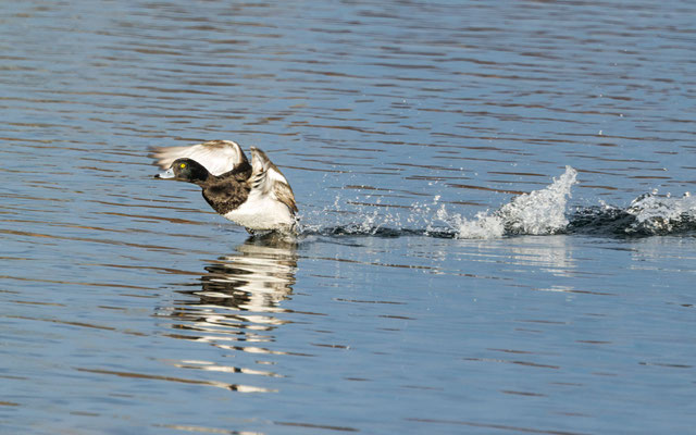 Reiherente - Tufted Duck - #5757