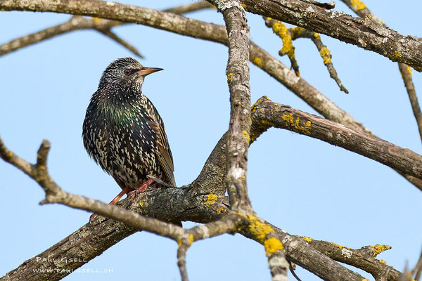 Star - Common Starling - #4256