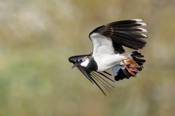 Kiebitze - Lapwings - #5402