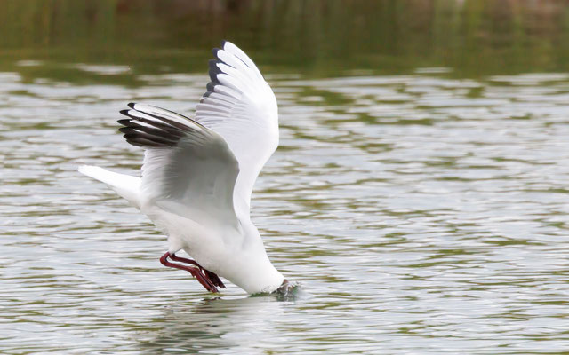 Lachmöwe - Black-headed Gull - #8028