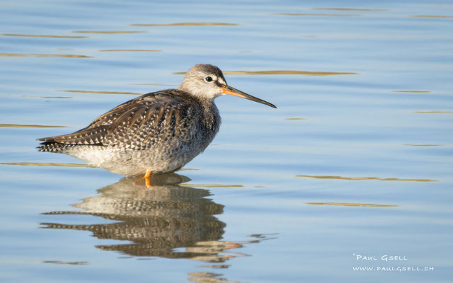 Dunkler Wasserläufer - Spotted Redshank - #0461