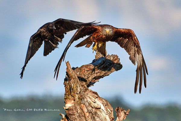 Krähe attackiert Rotmilan - Red Kite - #0412