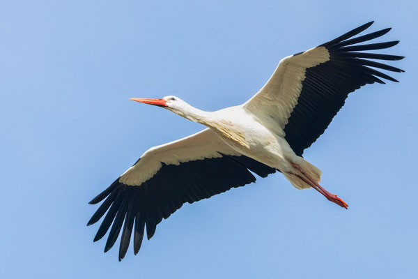 Weißstorch - White Stork - #1193