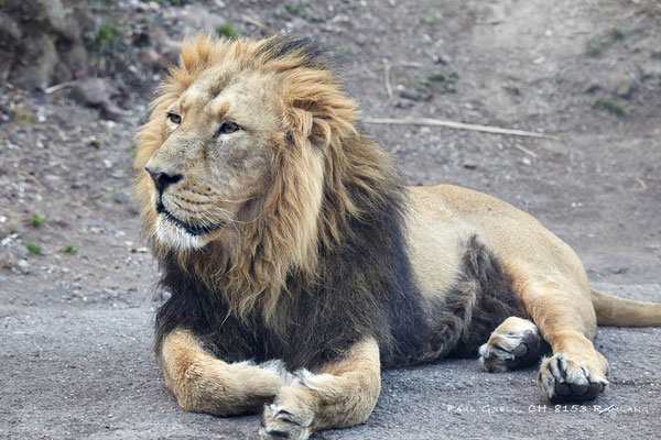 Löwenmännchen (Panthera leo) im Zoo Zürich - #7766